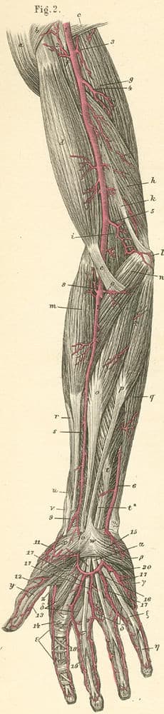 Anatomy, illustrations, medical