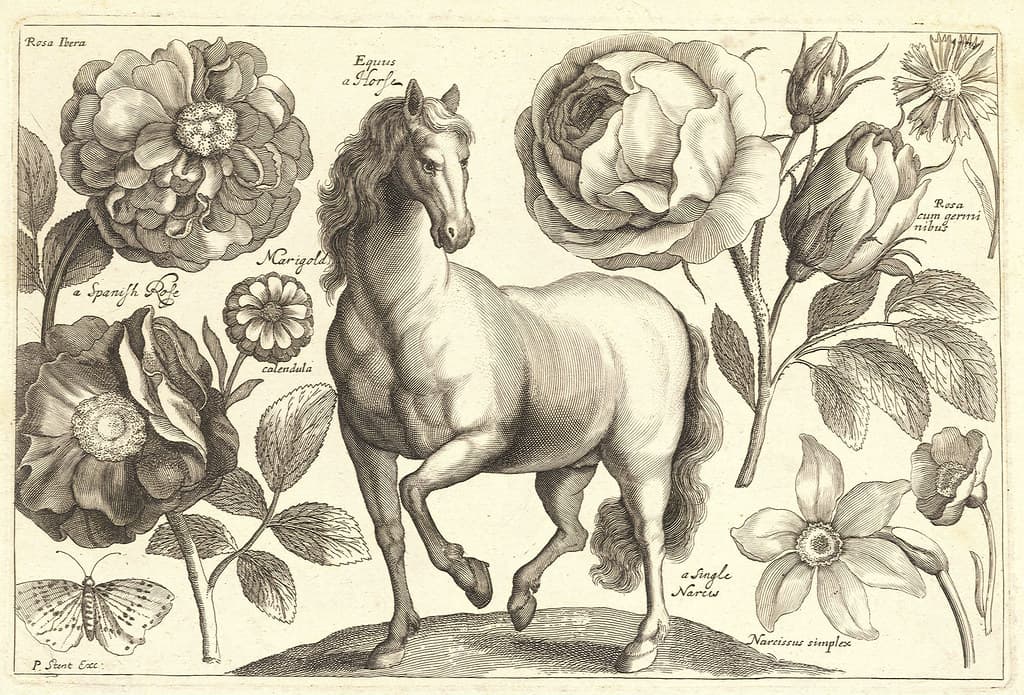 A horse