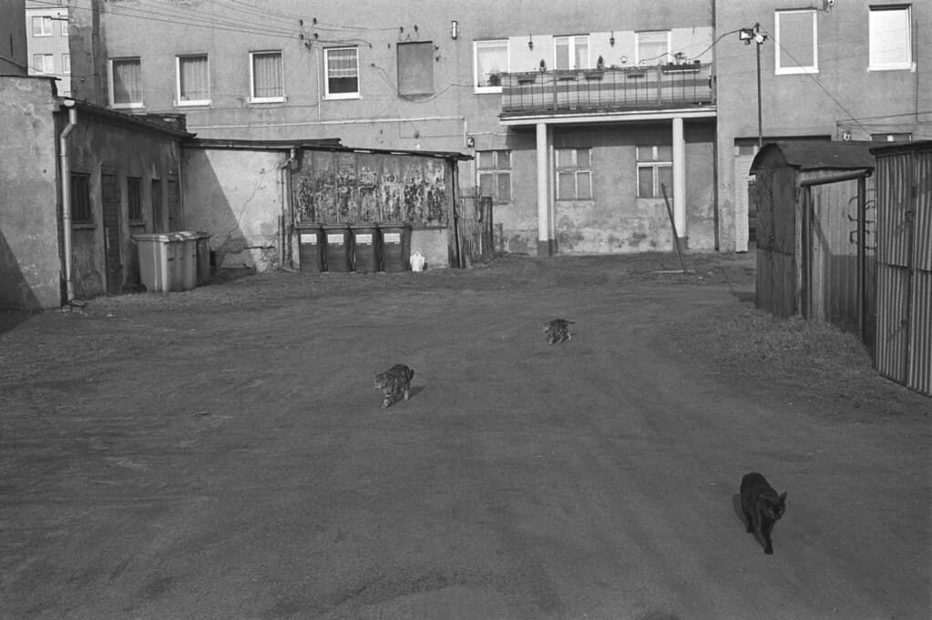 Cat chronicles: Stalkers