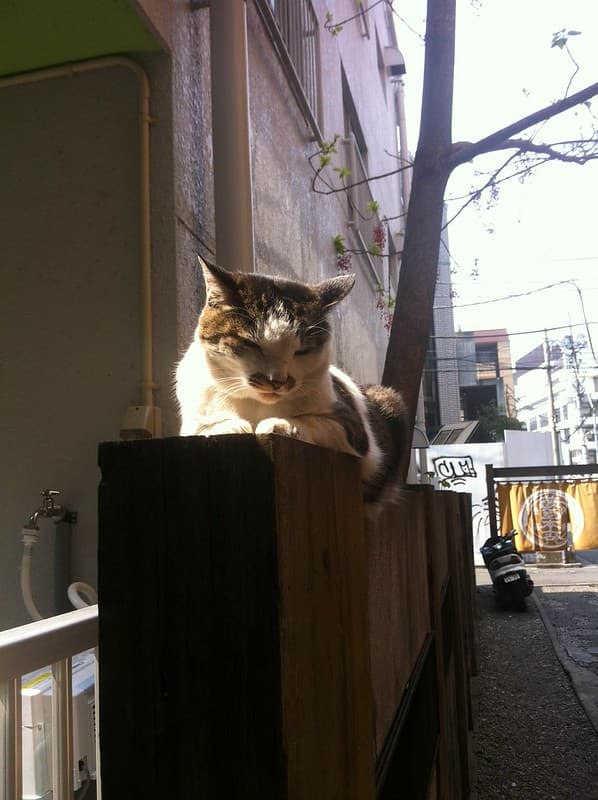 Cat